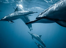 【集锦】斯拉维亚2-4巴萨，费尔明双响，莱万乌龙+破门